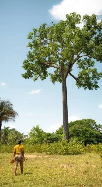 Pé de castanheira em área de manejo florestal na Amazônia.