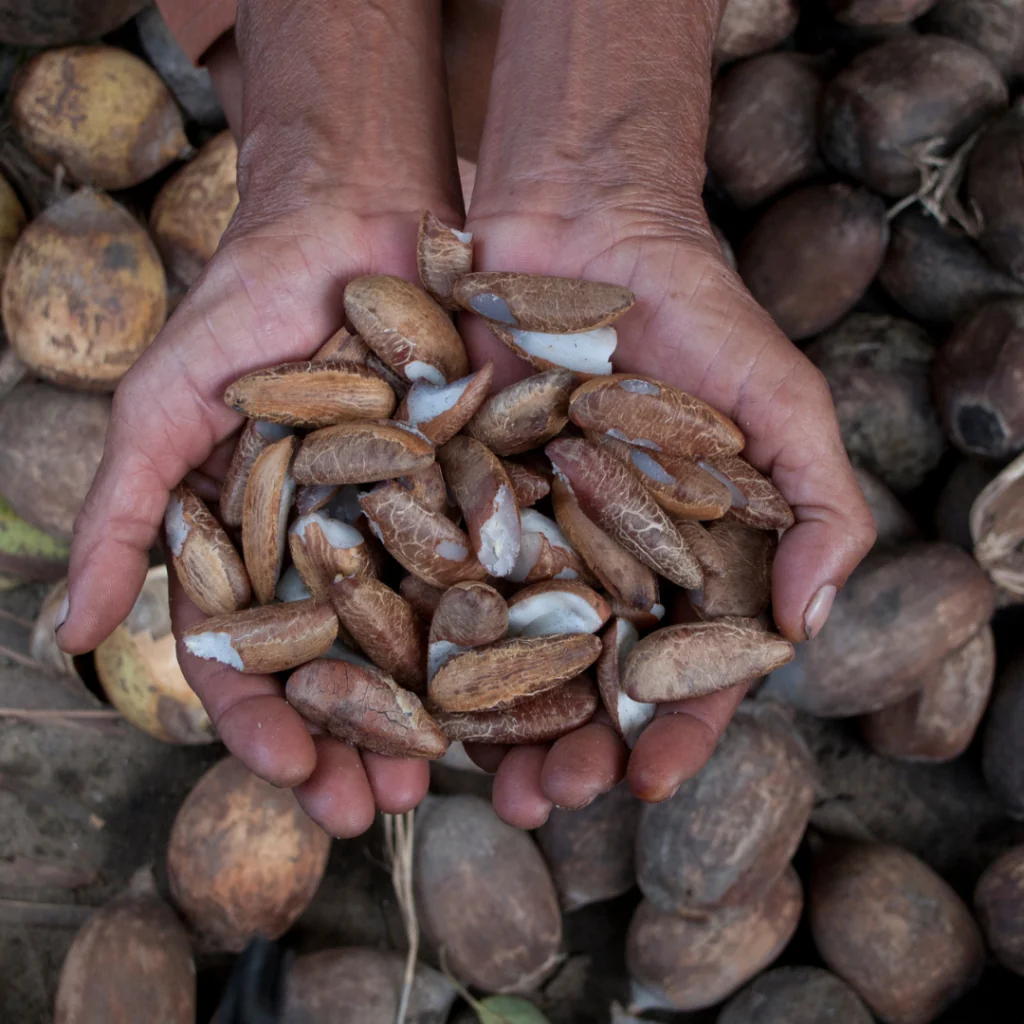 Babaçu — Maranhão · Piauí