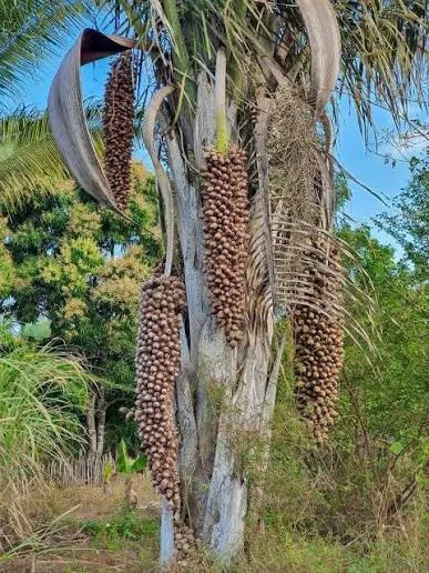 Cocos de babaçu reais na origem.