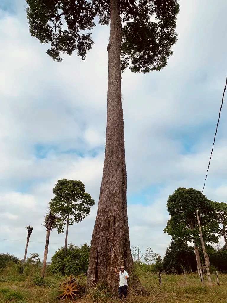 Castanheira-do-Brasil majestosa na floresta amazônica.