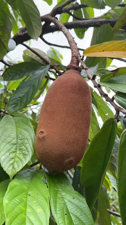 Cupuaçu no pé · origem amazônica real