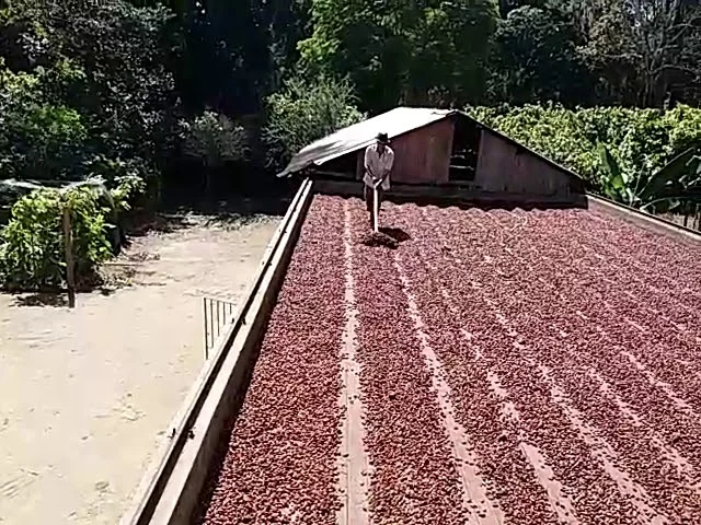 Amêndoas de cacau em secagem solar controlada.