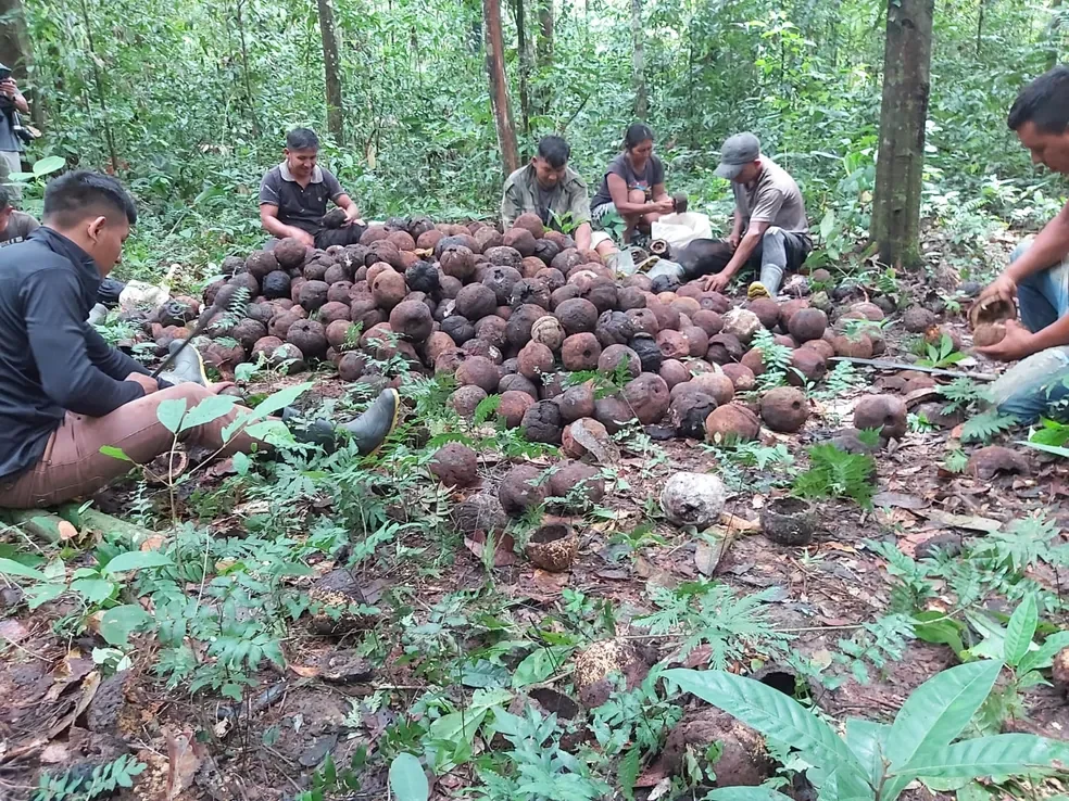 Castanha-do-Brasil — Amazônia · Floresta em pé