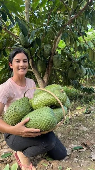Frutos de graviola na árvore durante o cultivo.