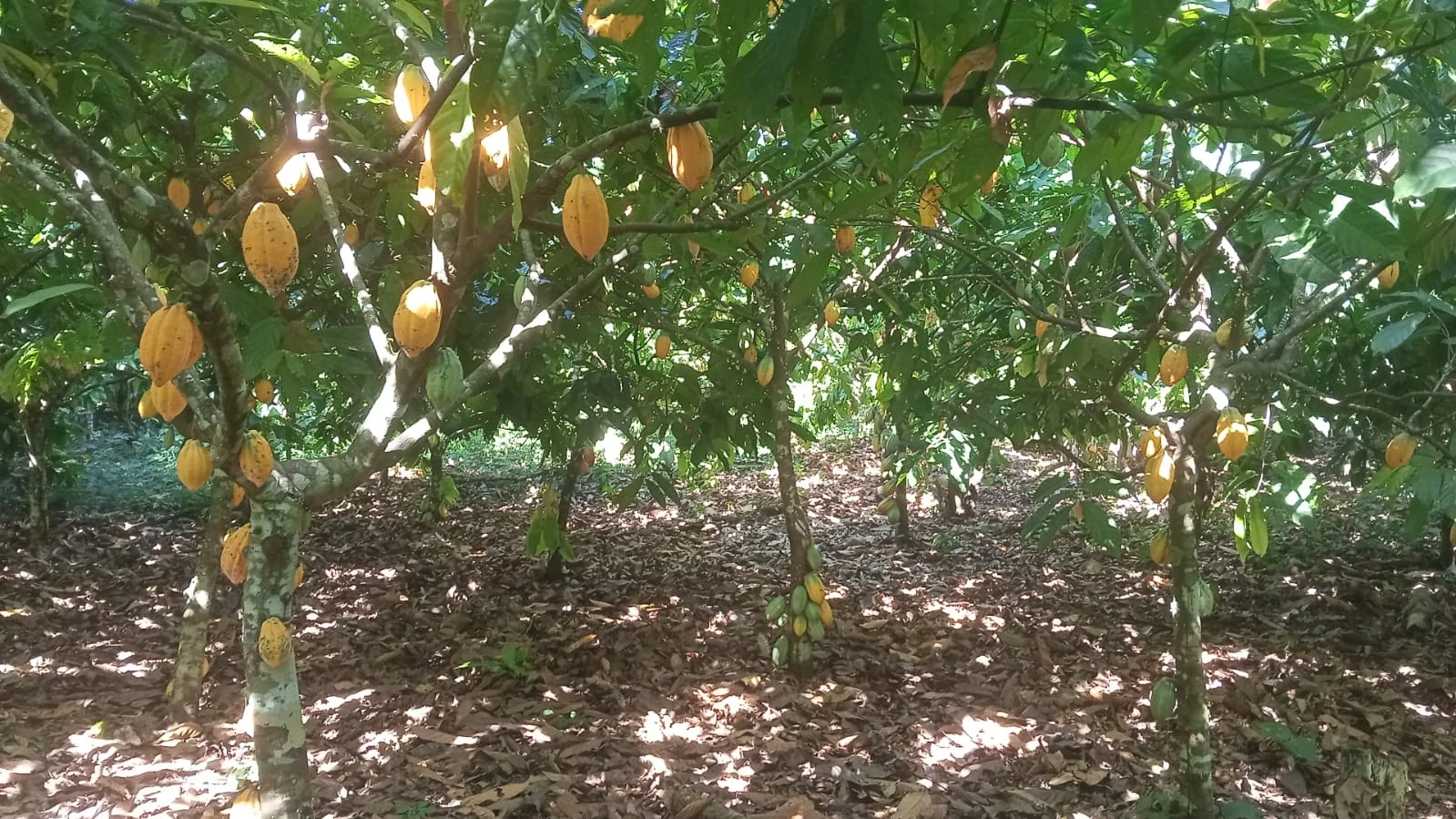 Cacau — Bahia · Pará · Cabruca