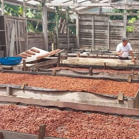 Amêndoas de cacau em fermentação sendo inspecionadas.