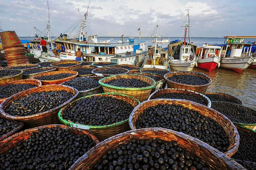Açaí · origem sustentável e processamento técnico
