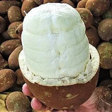 Caroço e polpa · manteiga de cupuaçu