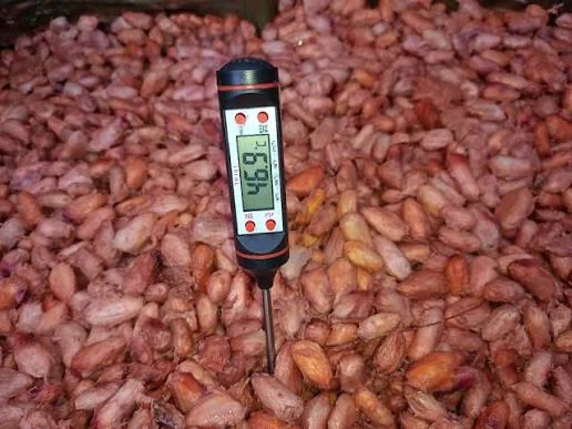 Processo de fermentação técnica do cacau.