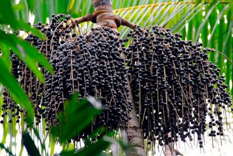 Frutos reais em baldes · insumo para indústria