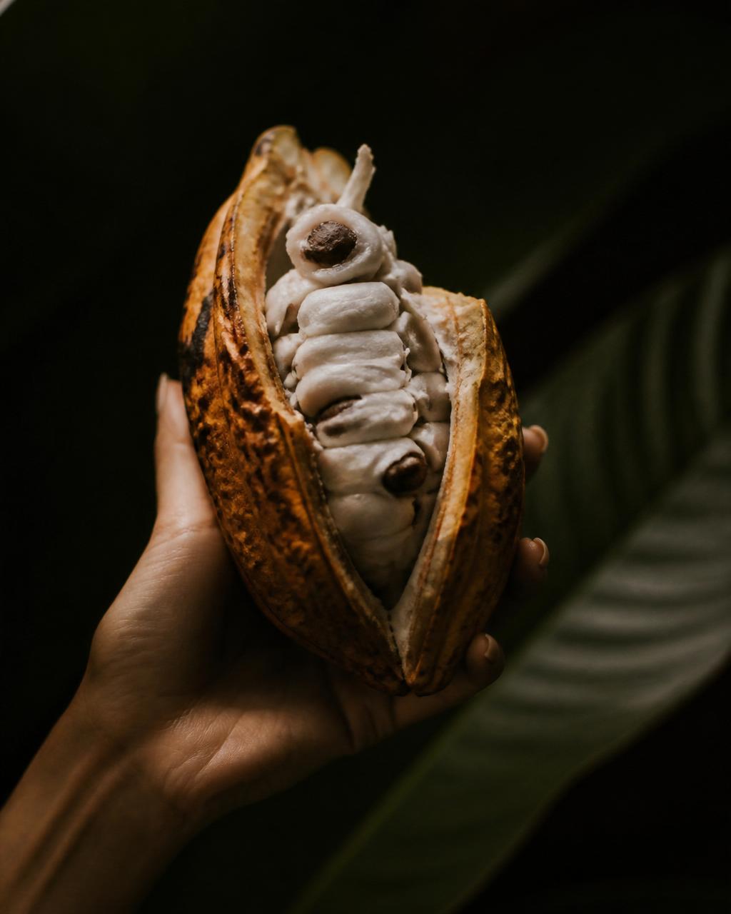 Cacau em grão premium do sul da Bahia — produto signature Toplima Gold
